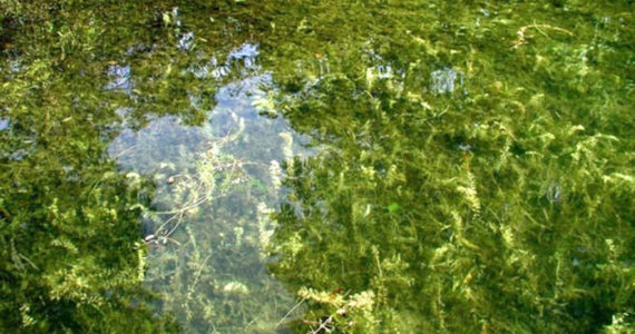 Washington Invasive Species Council photo
The Okanogan County Noxious Weed Control Board, along with Lakeland Restoration,  will be applying herbicides to parts of Osoyoos Lake starting Sept. 1 to help control Eurasian Milfoil infestations. In order to access shallower sections of the lake airboats will be utilized.