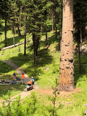 A family enjoying the Big Trees Trail at the USFS Lost Lake Campground during warmer weather.
Gary DeVon/File Photo