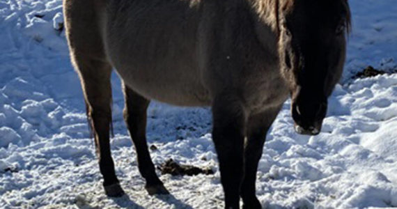 One of the horses found on private property in rural North Okanogan County by the sheriff’s office which was investigating reports of several horses not being fed. The investigation found five dead horses and one that was still alive which is being cared for by NO PAWS animal rescue near Oroville. <em>OCSO photo</em>