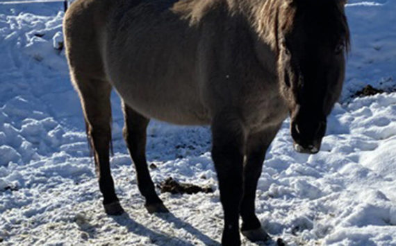 One of the horses found on private property in rural North Okanogan County by the sheriff’s office which was investigating reports of several horses not being fed. The investigation found five dead horses and one that was still alive which is being cared for by NO PAWS animal rescue near Oroville. <em>OCSO photo</em>