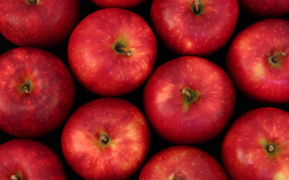 The Okanogan County Horticulture Association, along with the WSU Extension Office will present several topics of interest to local fruit growers in Okanogan this Thursday. GT File Photo