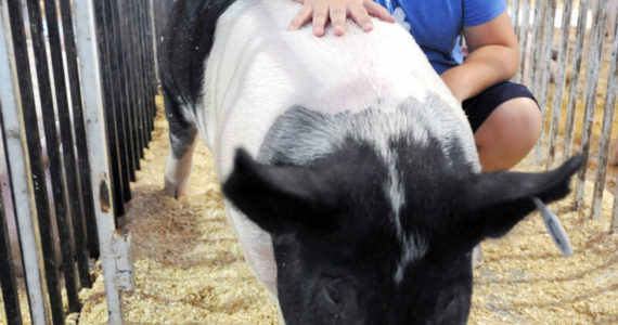 Joel Wilson from Tonasket won a Grand Champion ribbon for his pig Zoey in 2019. Wilson had been exhibiting at the Okanogan County Fair since he was two-years-old.	<em>G-T file photo</em>
