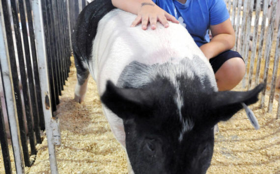 Joel Wilson from Tonasket won a Grand Champion ribbon for his pig Zoey in 2019. Wilson had been exhibiting at the Okanogan County Fair since he was two-years-old.	<em>G-T file photo</em>