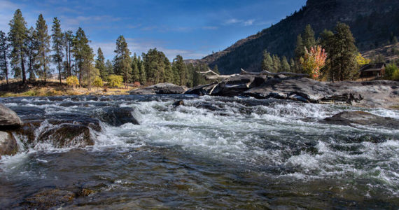 McLoughlin Falls Ranch possesses key stands of riverside forests that benefit river habitat byvkeeping water temperatures low. The Okanogan River supports federally threatened Upper Columbia River Steelhead, as well as one of only two self-sustaining runs of sockeye salmon left in the Columbia Basin.
<em>Ellen Bishop/submitted photo</em>