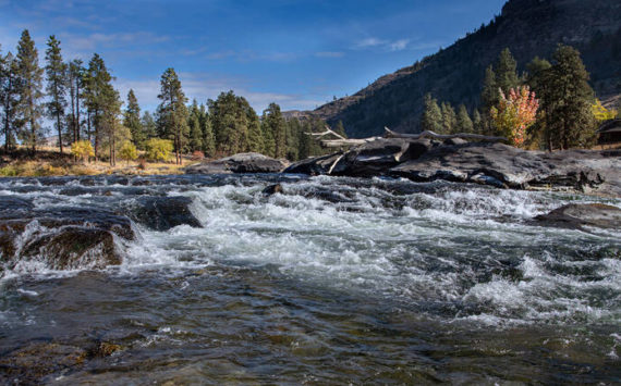 McLoughlin Falls Ranch possesses key stands of riverside forests that benefit river habitat byvkeeping water temperatures low. The Okanogan River supports federally threatened Upper Columbia River Steelhead, as well as one of only two self-sustaining runs of sockeye salmon left in the Columbia Basin.
<em>Ellen Bishop/submitted photo</em>