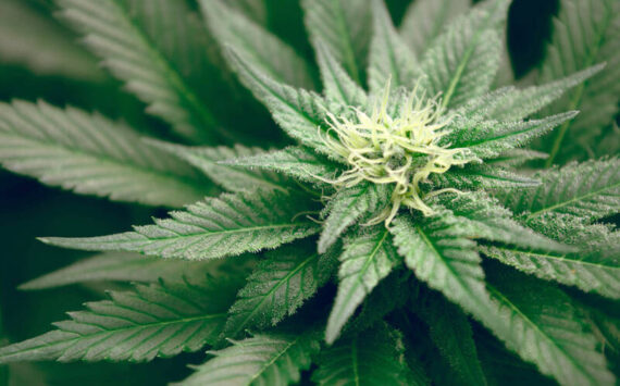 WEB OVG-CANNABIS_15