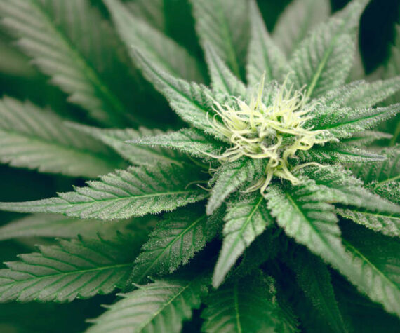 WEB OVG-CANNABIS_15