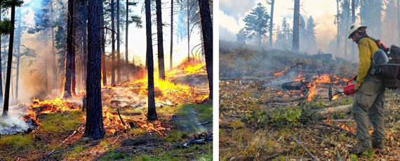 USFS photo