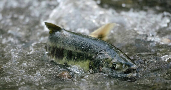 Chum salmon swim upstream to spawn in the waters of Pipers Creek in Carkeek Park on Wednesday, Nov. 10, 2021. (Grant Hindsley for Crosscut)