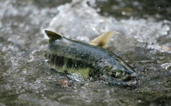 Chum salmon swim upstream to spawn in the waters of Pipers Creek in Carkeek Park on Wednesday, Nov. 10, 2021. (Grant Hindsley for Crosscut)