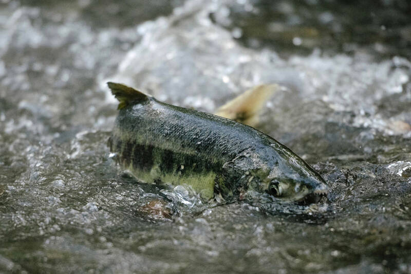 Chum salmon swim upstream to spawn in the waters of Pipers Creek in Carkeek Park on Wednesday, Nov. 10, 2021. (Grant Hindsley for Crosscut)