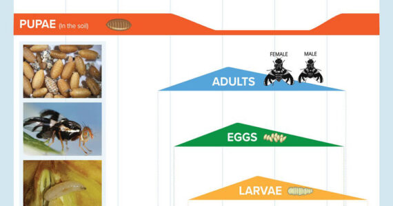 A chart showing the life cycle of an apple maggot from pupae to adult fly. Source: WSDA.