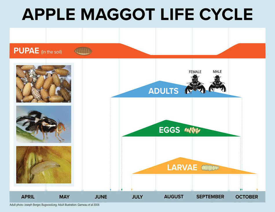 A chart showing the life cycle of an apple maggot from pupae to adult fly. Source: WSDA.
