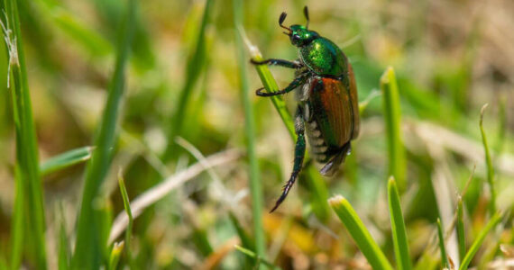 The Washington Department of Agriculture is undertaking a multimillion-dollar, multiyear trapping, quarantining and eradication process to get rid of the Japanese beetle, an invasive species that has been harming the ecology of the Yakima Valley. (Courtesy of the Washington State Department of Agriculture)