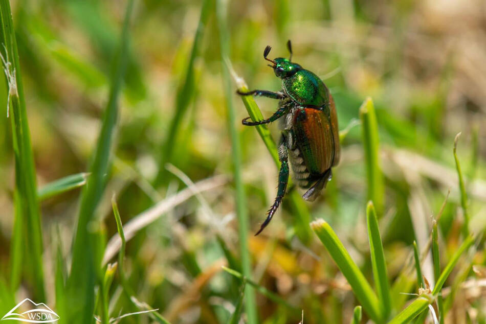 The Washington Department of Agriculture is undertaking a multimillion-dollar, multiyear trapping, quarantining and eradication process to get rid of the Japanese beetle, an invasive species that has been harming the ecology of the Yakima Valley. (Courtesy of the Washington State Department of Agriculture)