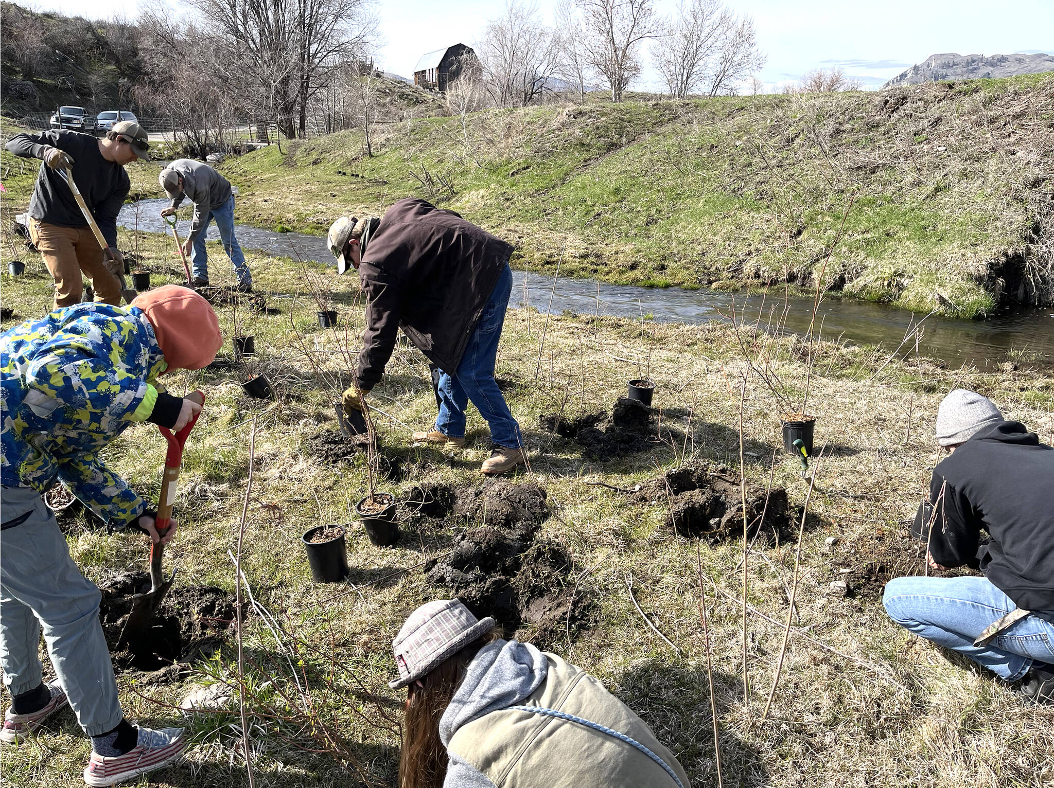Okanogan CD/submitted photo
Volunteers help to restore 2.5 miles of Antoine Creek with the Okanogan Conservation District, aided by local ranchers and the Colville Confederated Tribes. Oroville High School students also helped to plant several species of native plants along the creek.