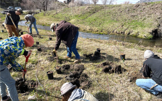 Volunteers help to restore 2.5 miles of Antoine Creek with the Okanogan Conservation District, aided by local ranchers and the Colville Confederated Tribes. Oroville High School students also helped to plant several species of native plants along the creek. <em>Okanogan CD/submitted photo </em>