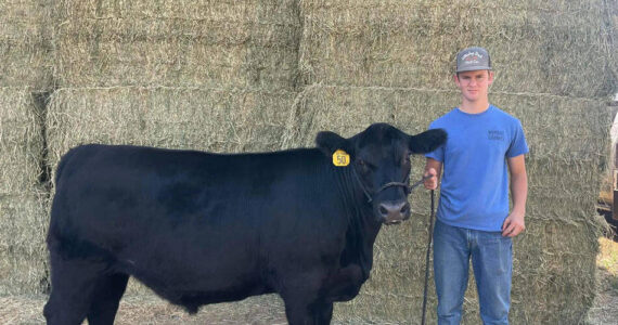 A group of local ranchers approached the sale barn at the Okanogan County Fair with a goal of the miraculous in their hearts and a plan to take young Vance Reese’s feeder steer to $20,000. Kristi Reese/submitted photo