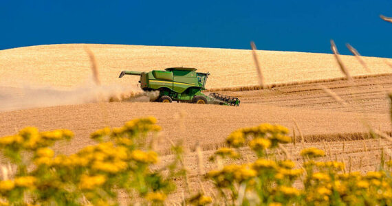 Combine harvesting in Eastern Washington. File Photo