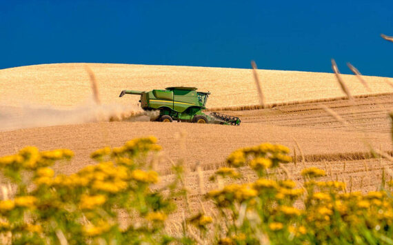 Combine harvesting in Eastern Washington. File Photo