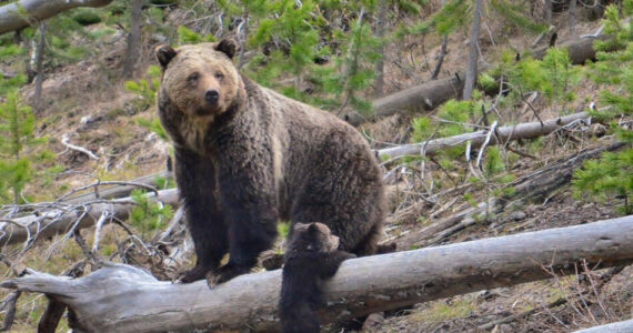 A Yellowstone Grizzly and her cub. File photo by Frank Van Manen, USGS