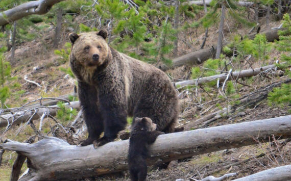 A Yellowstone Grizzly and her cub. File photo by Frank Van Manen, USGS