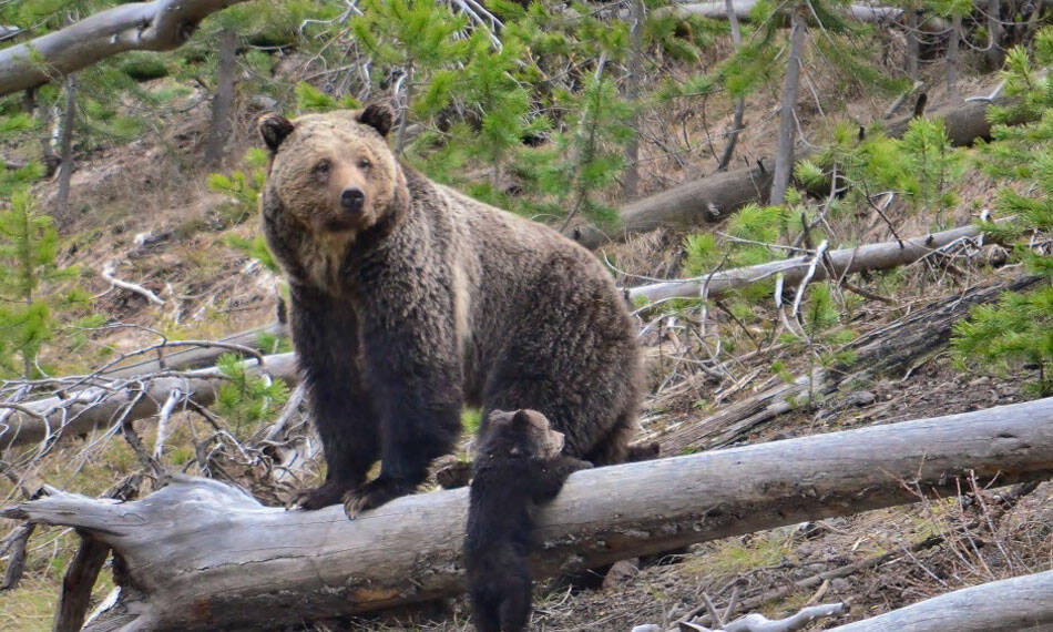 A Yellowstone Grizzly and her cub. File photo by Frank Van Manen, USGS
