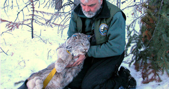 WSDF&W/GT file photo
The Washington State Fish & Wildlife helped to capture this lynx in the in the North Cascades in order to study and track the animal. The Canada lynx has one the largest populations in the lower 48 states. in north central Washington.