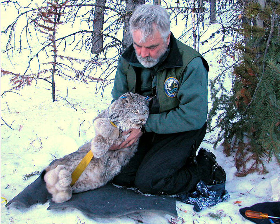 WSDF&W/GT file photo
The Washington State Fish & Wildlife helped to capture this lynx in the in the North Cascades in order to study and track the animal. The Canada lynx has one the largest populations in the lower 48 states. in north central Washington.