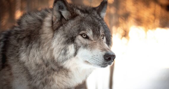 Wolves in the wild (MIchael S. Lockett / Juneau Empire)
Wolves in the wild (MIchael S. Lockett/Juneau Empire)