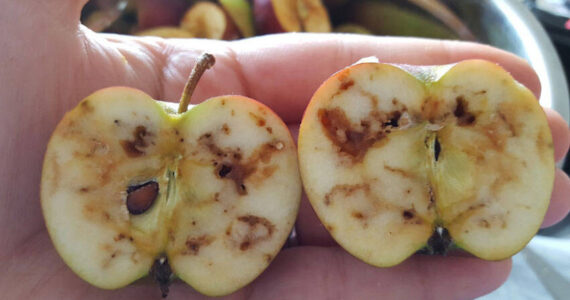 Damage from apple maggots, which are established in Western Washington and some areas of Eastern Washington. WSDA photo