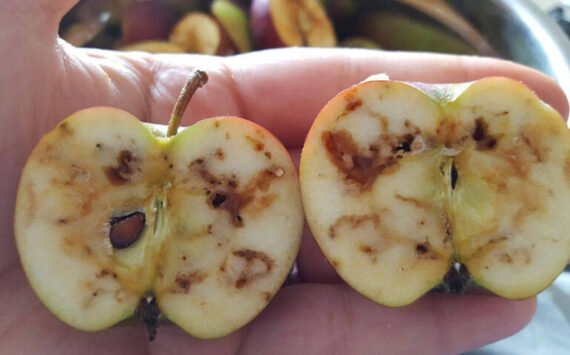 Damage from apple maggots, which are established in Western Washington and some areas of Eastern Washington. WSDA photo