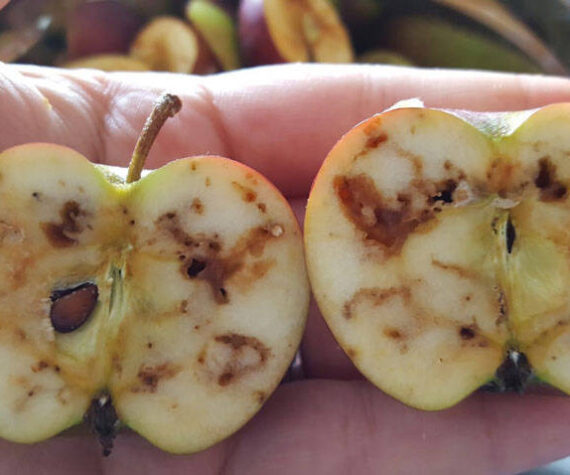 Damage from apple maggots, which are established in Western Washington and some areas of Eastern Washington. WSDA photo