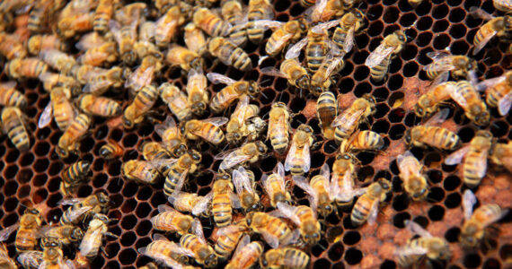 Hundreds of honey bees roam about thousands of cells as they go about their daily duties. Jane Skrypnek/Black Press Media