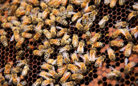 Hundreds of honey bees roam about thousands of cells as they go about their daily duties. Jane Skrypnek/Black Press Media