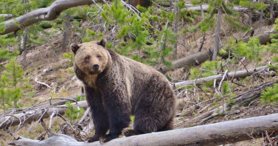 The National Park Service and U.S. Fish & Wildlife want to reintrolduce grizzly bears to the North Cascades in Washington State. <em>Photo by Frank van Manen/USGS</em>
