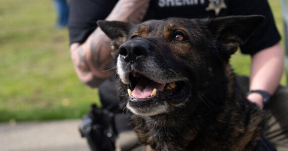 K9 Timber, the newest member of the Okanogan County Corrections team. <em>OCSO photo</em>