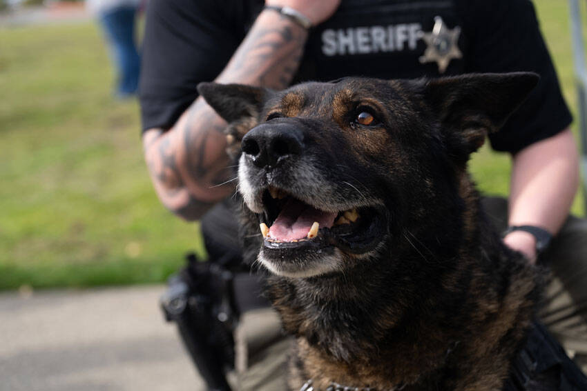 K9 Timber, the newest member of the Okanogan County Corrections team. <em>OCSO photo</em>