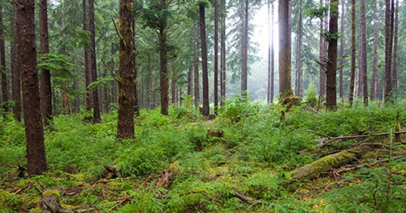 Washington State DNR photo