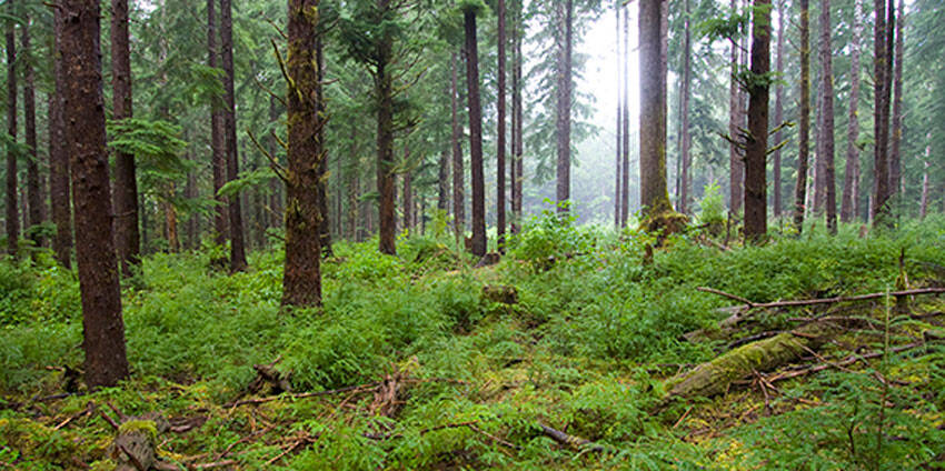 Washington State DNR photo