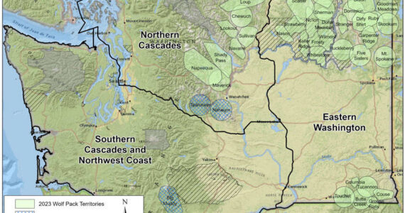 Washington’s wolf packs as of Dec. 31, 2023. <em>Courtesy of WDFW </em>