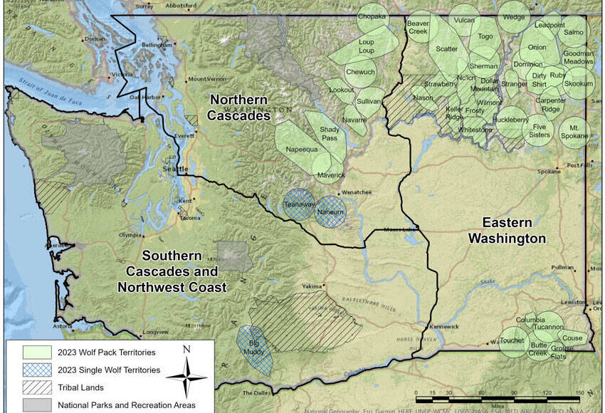 Washington’s gray wolves moving further west; federally delisted from ESA