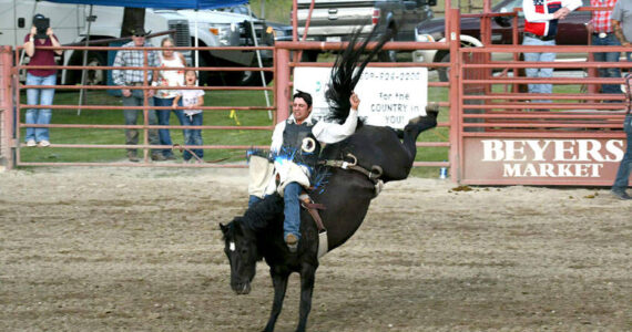 Francis Marchand, riding “Grants Market” in the bareback competition in one of Tonasket’s past Founders Day Rodeos. Jon Millard/GT file photo