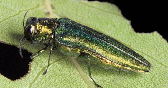 The emerald ash borer on a leaf