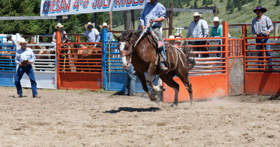 The Chesaw Fourth of July Rodeo took place under sunny skies last Thursday. The rodeo was well attended as saddle, ranch and bareback riders competed, as well as cow riders and barrel racers. <em>Laura Knowlton/staff photo</em>