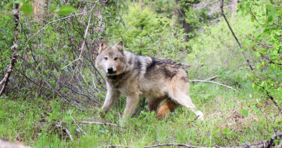 Photo from Washington State Department of Fish and Wildlife.