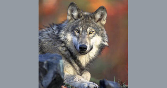 Gray wolf (Canis Lupus) Gary Kramer, USFWS photo