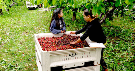 Marta and Gabbie Capote level out a bin of cherries at a cherry orchard just north of Oroville. Gary DeVon/staff photo
