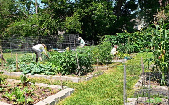 Okanogan County Community Action Council's Harvesting Hope Community Garden initiative is growing across Okanogan County!. These gardens are more than just places to grow fresh produce—they’re spaces for learning, connection, and empowerment. Each garden is built with the local community in mind, reflecting the traditions, cultures and needs of the people who use them. OCOCA photo