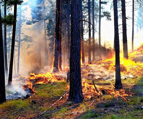 Source: U.S. Forest Service